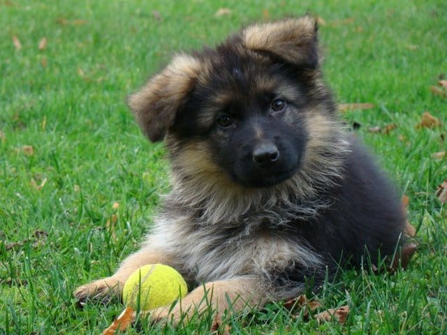Concours vos bébé animaux