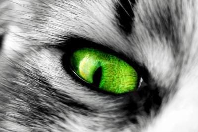 A la création d'une meute !