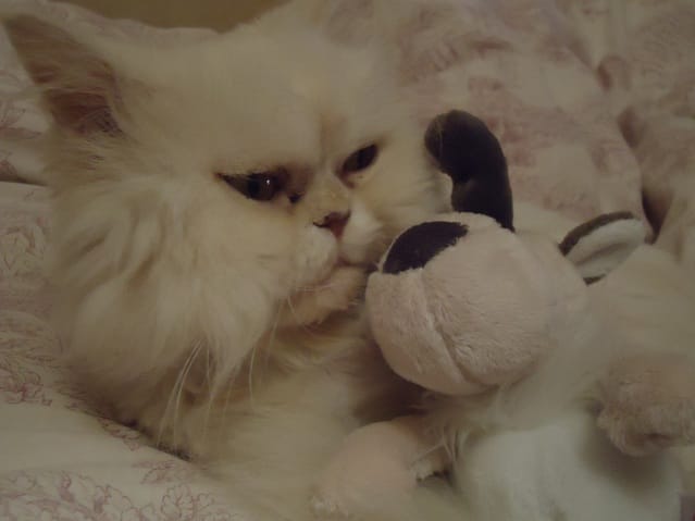 Concours photo : vos animaux et leurs jeux/jouets