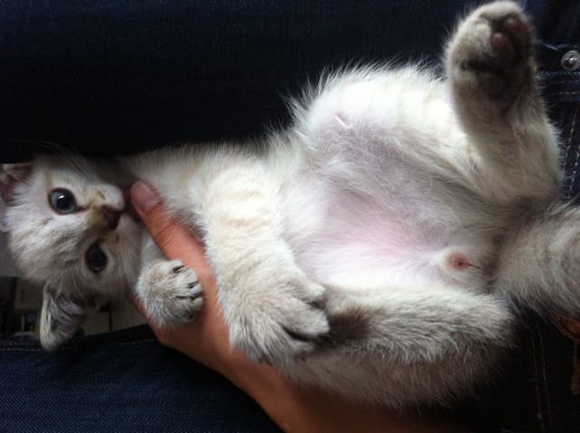Chaton Mâle - Femelle ?