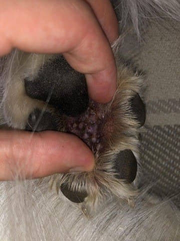 Boutons sous la patte de mon chien