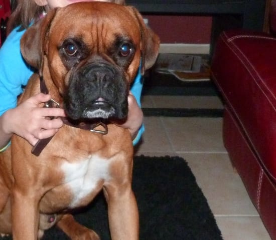 perdu boxer