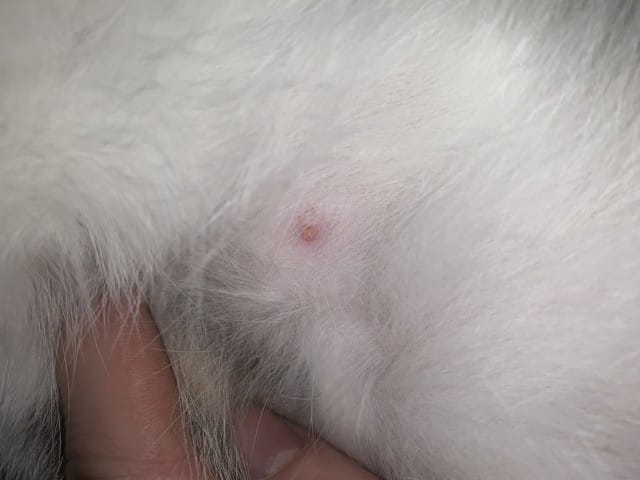 Tétine rouge , qu'est-ce ? Que faire ?