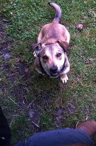 Voyager avec son chien