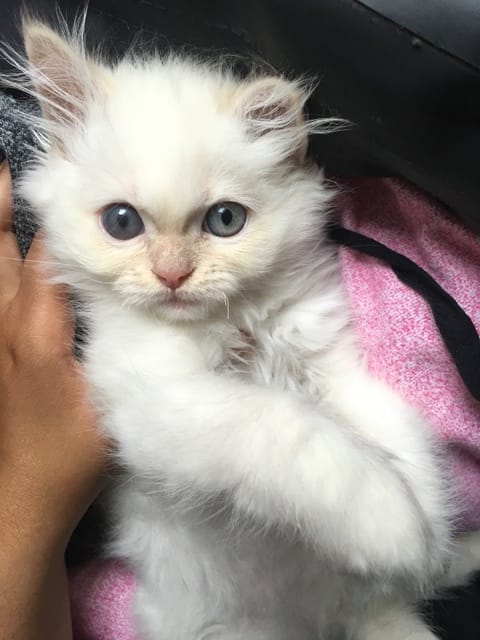 Mon bébé persan a un œil différent