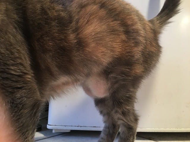 Aide ! Mon chat a une «&nbsp;boule&nbsp;» sous le ventre
