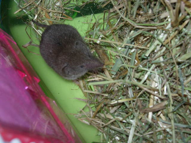 J'ai le don des rongeurs^^