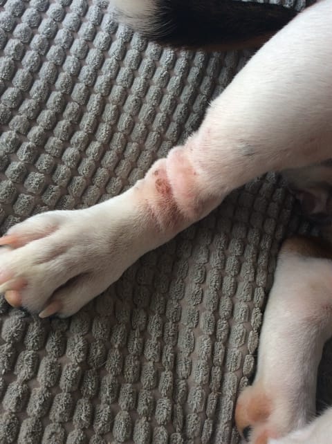 Croûtes à la patte