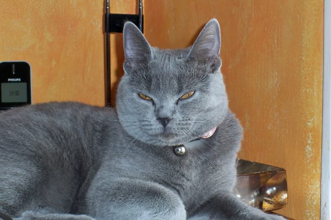 Partir en vacances : emmener mon chat ?