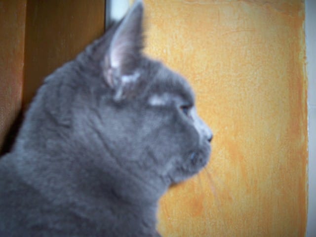 Le chat fait bien la distinction entre votre visage et le reste..