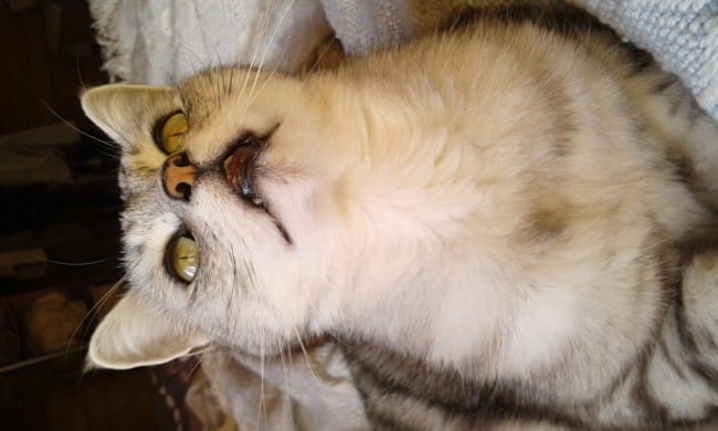 Quelle est la Race de mes deux chats ?