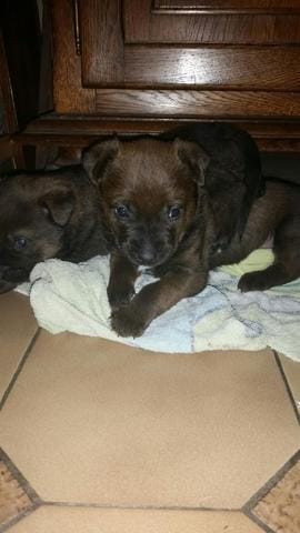 de quelle race est il s'il vous plaît? 