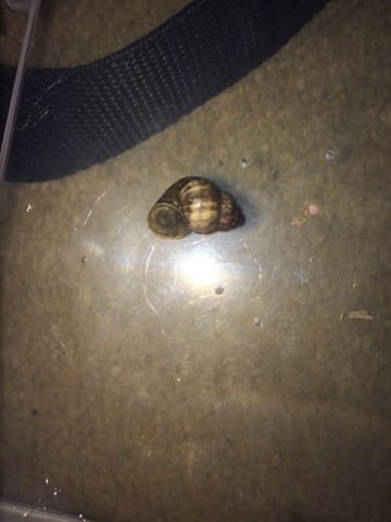 Escargot d'eau ?