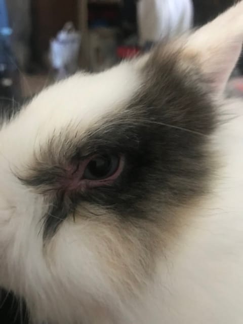 Mon lapin a l’oeil Qui coule