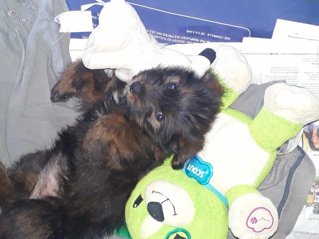 Quel est la race de ma chienne ?