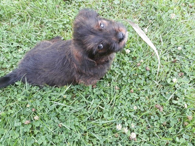 Quelle est la race de mon chiot