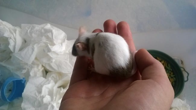 Ma souris est-elle en gestation? Combien de temps reste-t-il ??