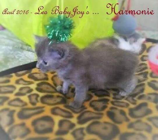 ¿Pelo largo o corto?