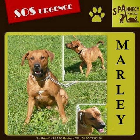 SOS pour Marley