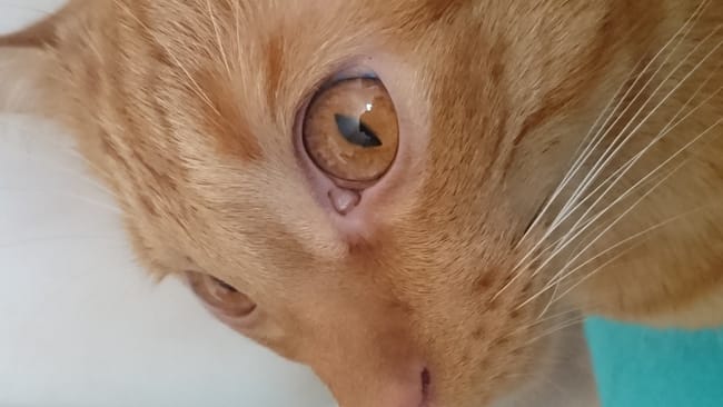 Avis sur l'oeil de mon chat