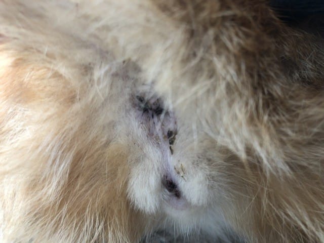 La gestation de ma chatte conseils