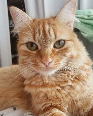 Besoin de vos conseils pour mes deux chats