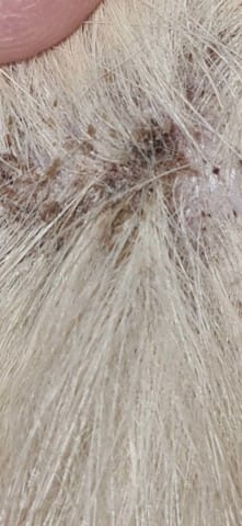 Mon chien se gratte... J'ai trouvé ça sous les poils (photo)