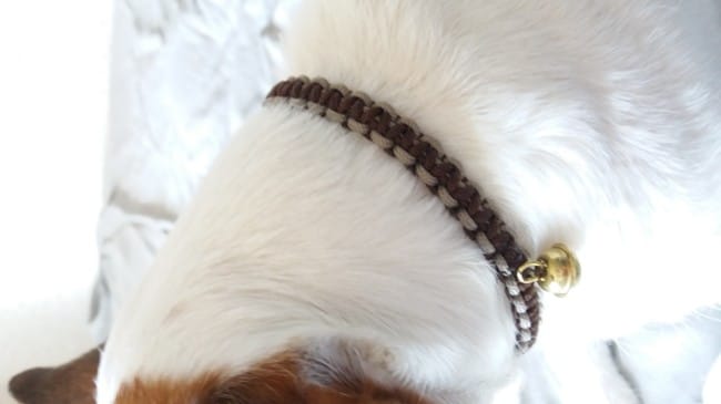Collier chat sur mesures vente profit association