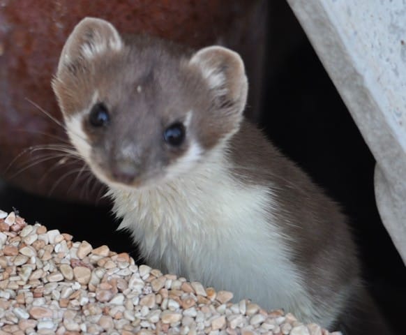 un animal dans le jardin...