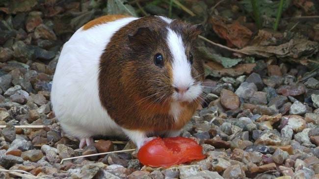 Présentation de mes cochons d'inde