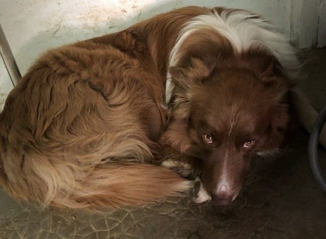 Quelle est la race de ce chien svp ?