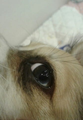 Reflet bleu dans l'oeil de mon chiot?
