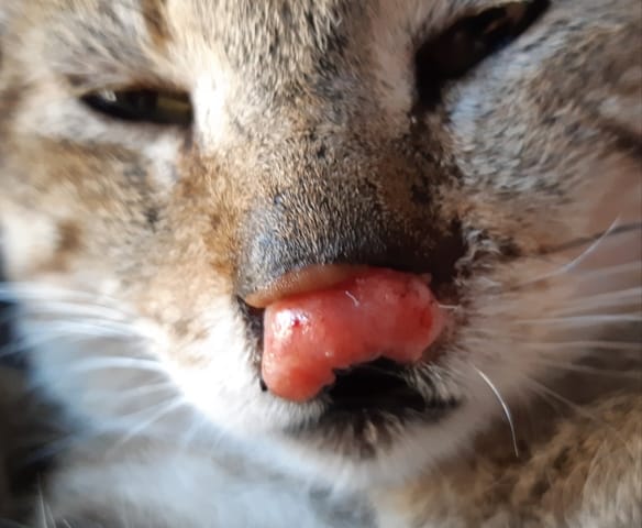 Qu'est ce que c'est ?