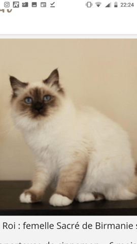 Couleur et évolution du Birman