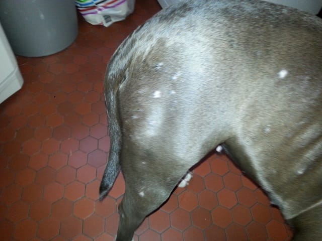 Bouton et croûte sur ma chienne