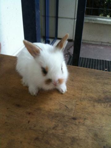 Grande ou petite cage pour mon lapin ?
