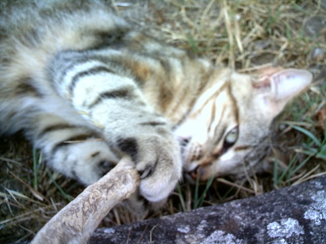 Parlons de mon chat Athéna !!