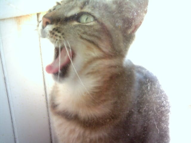 Info sur mon chat Athéna