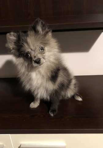 connaisseurs spitz allemand help