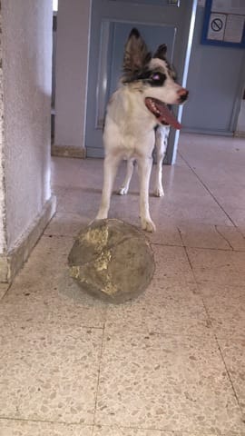 Taille de mon border collie