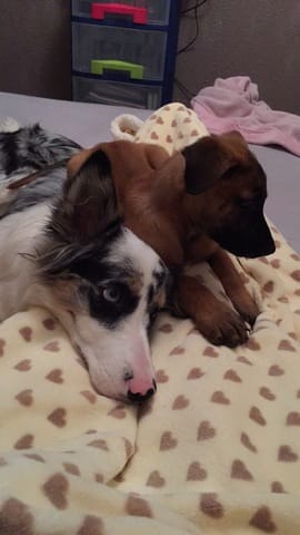 Oreille du malinois