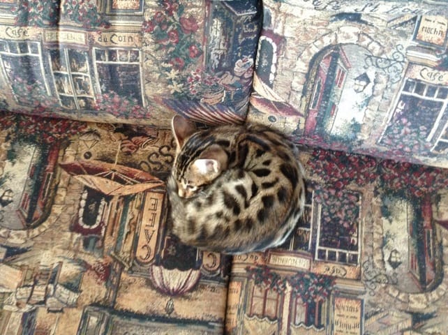 Photos de nos loulous