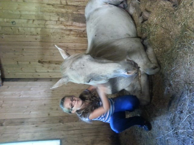 Petit concours amical la race de mon cheval