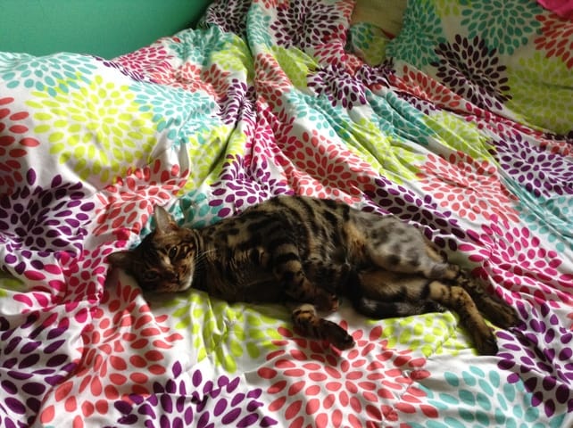 Mon chat devient paresseux