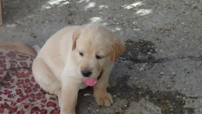 Mes bébés chiot 