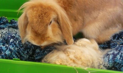 Ma lapine a un problème 