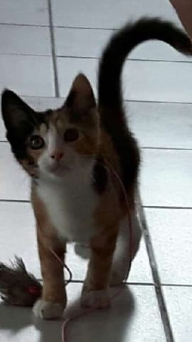 Quel longueure de poils ?