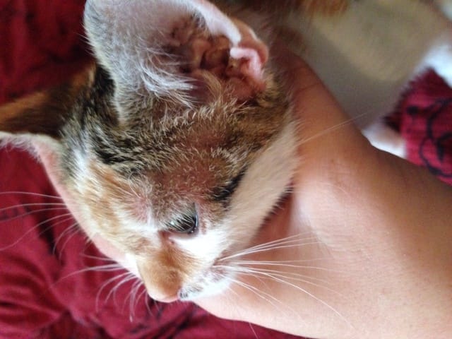 Urgent chaton malade ! Plaque rouge 