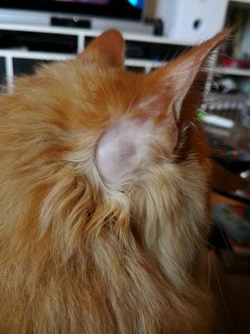 Perdita di pelo dietro le orecchie