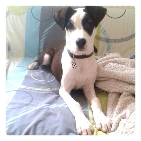 De quelles races est ma chienne?
